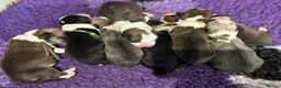 Welsh Corgi Pembroke dogs for sale: Kc registered Welsh Pembroke corgis 🇬🇧 - Advert 3