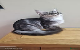Maine Coon cats for sale: Pure Maine coon👑 - Image 22