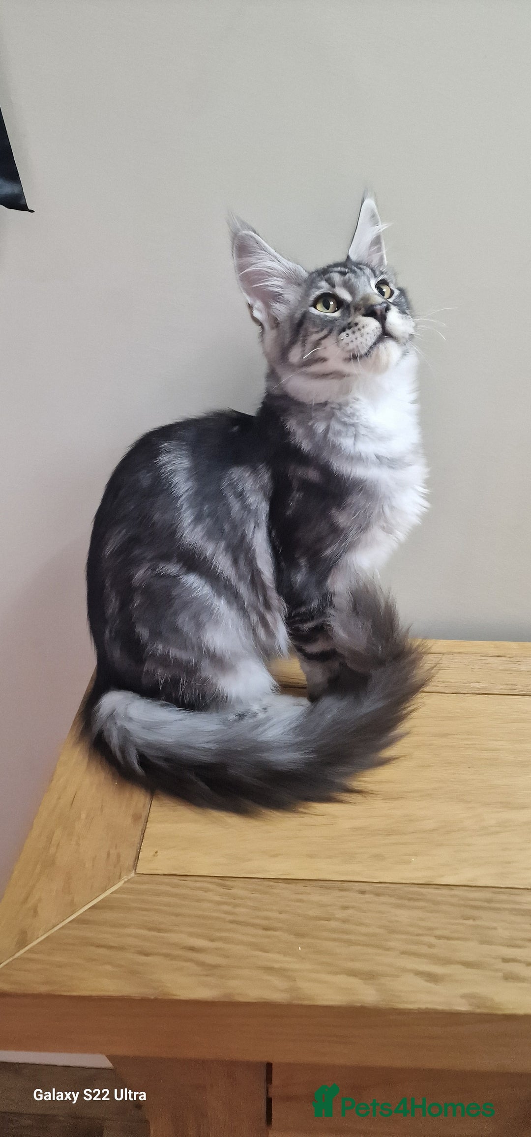 Maine Coon cats for sale: Pure Maine coon👑 - Image 22