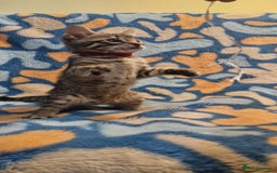 Bengal cats for sale: Bengal mix kittens for sale - Image 9