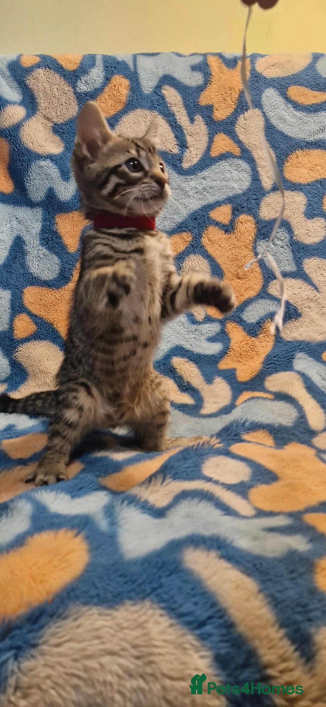 Bengal cats for sale: Bengal mix kittens for sale - Image 9