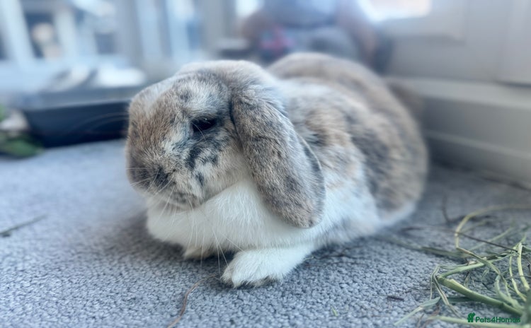 Mini Lop rabbits Looking for new home  - Advert 1