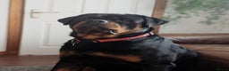 Rottweiler dogs for stud: For Stud  - Advert 5