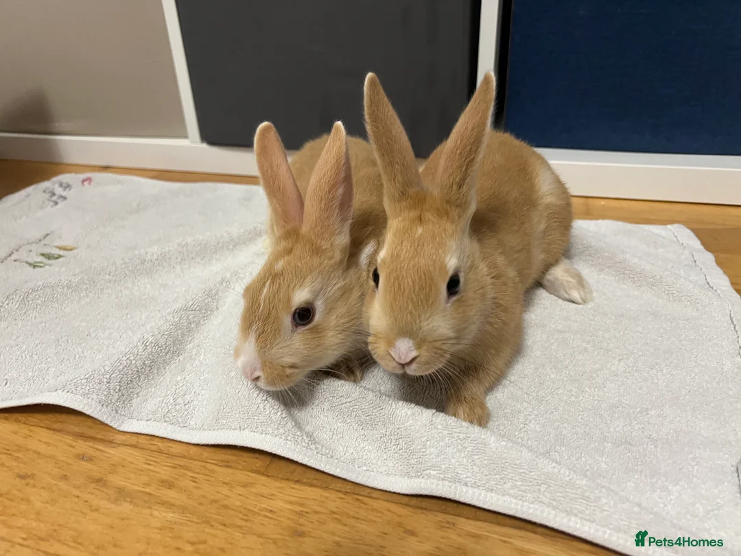 Mixed Breed rabbits for sale: Cutest rabbit brothers  - Advert 2