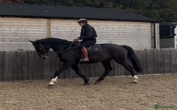British Warmblood horses for sale: Prince - Great hunting potential / all rounder  - Image 6