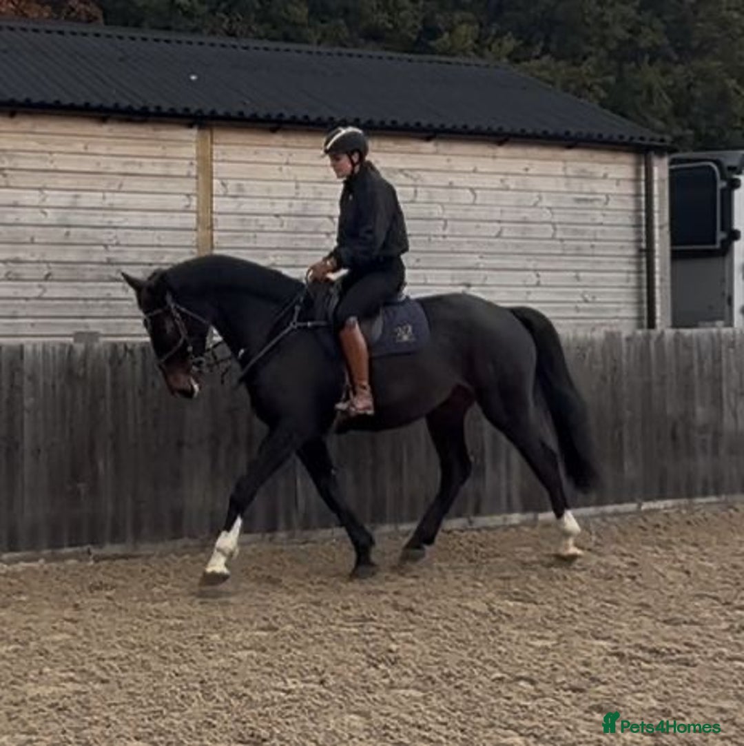 British Warmblood horses for sale: Prince - Great hunting potential / all rounder  - Image 6