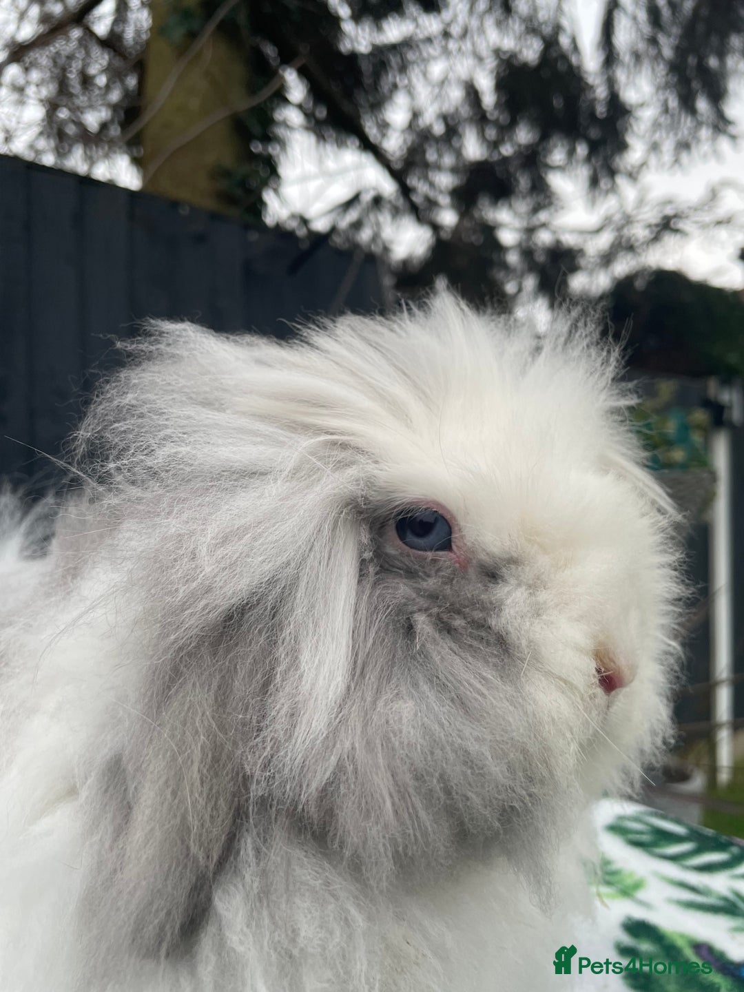 Mini Lion Lop rabbits for sale: Blue Eyed TeddyWidder Girl - Image 6