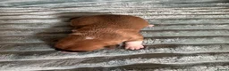 Jack Russell dogs for sale: Stunning Rare Coloured Jack Russell Puppies - Advert 6