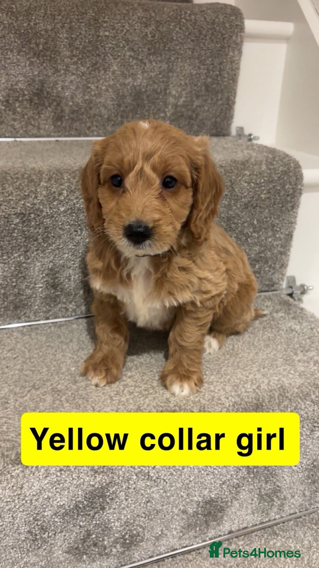 Cockapoo dogs for sale: 🐶Beautiful cockapoo puppy’s🐶 - Advert 13