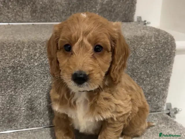 Cockapoo dogs for sale: 🐶Beautiful cockapoo puppy’s🐶 - Advert 13