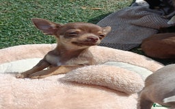 Chihuahua dogs for sale: Stunning tiny Chihuahua puppies. READY NOW - Image 6
