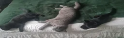 British Shorthair cats for sale: British Shorthair Cross Kittens for Sale - Advert 2