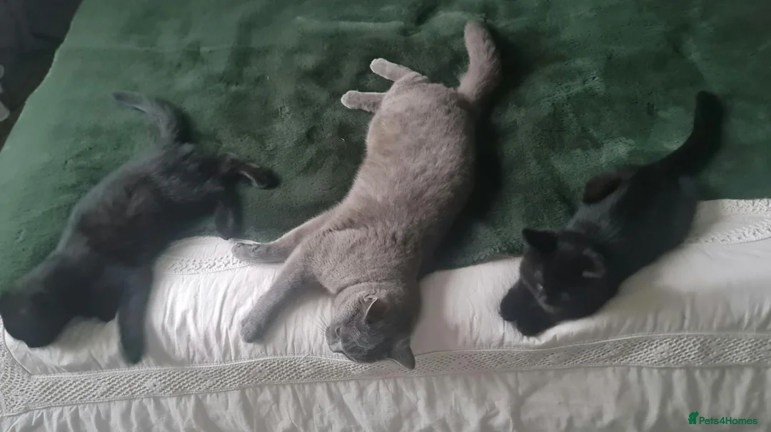 British Shorthair cats for sale: British Shorthair Cross Kittens for Sale - Advert 2