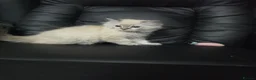 Persian cats for sale: Persain chinchilla blue eyes colourpoint kittens   - Advert 18