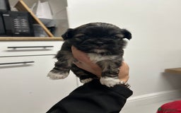 Lhasa Apso dogs for sale: Lhasa apso puppies  - Image 6