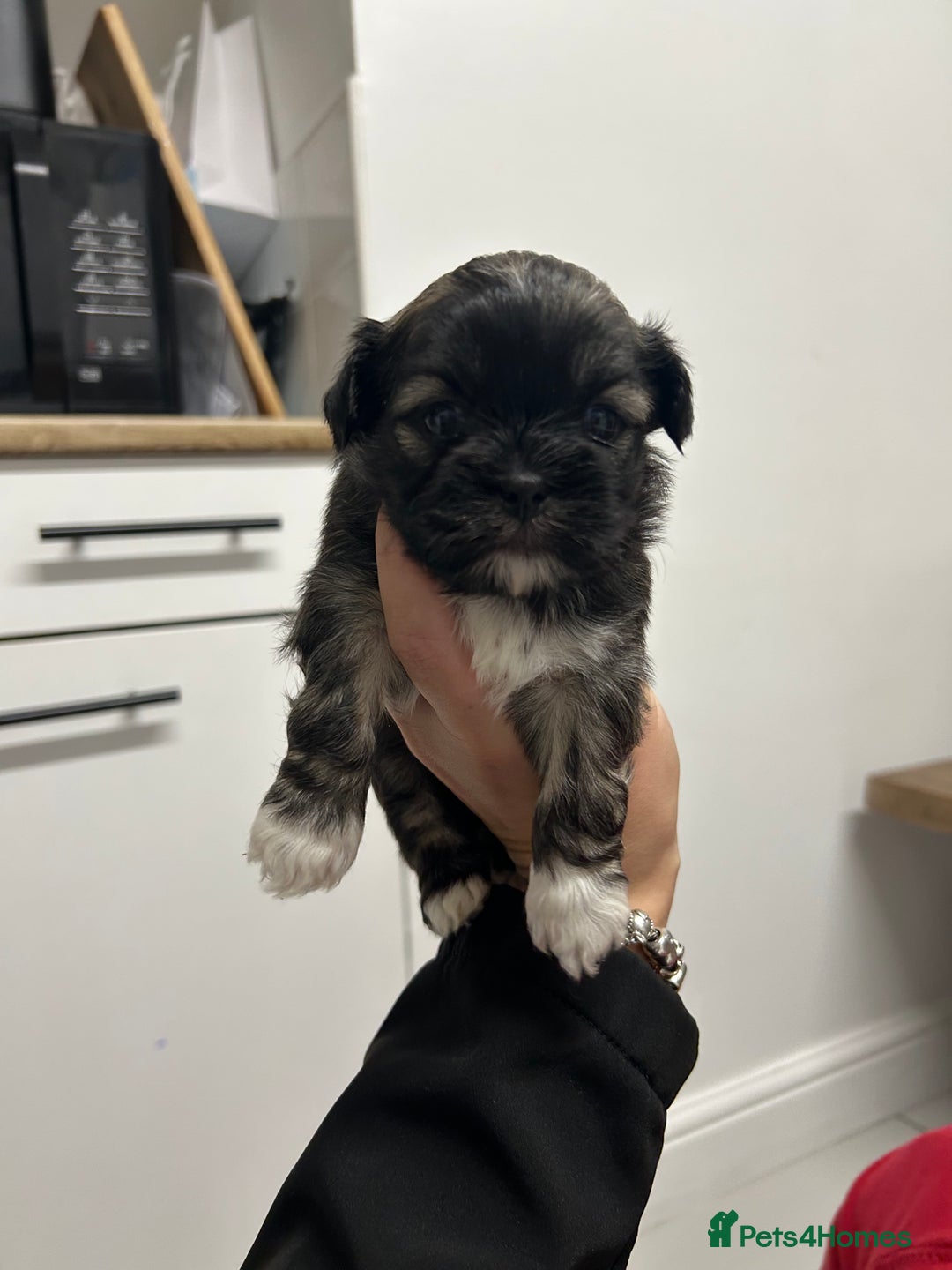 Lhasa Apso dogs for sale: Lhasa apso puppies  - Image 6