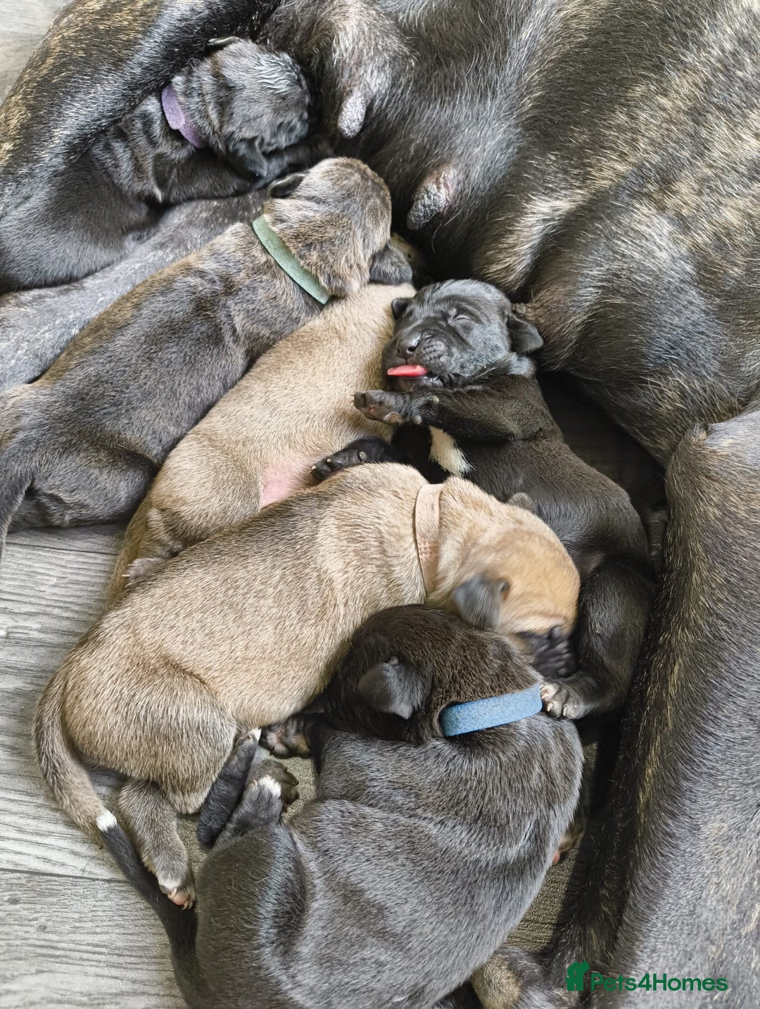 Mixed Breed dogs for sale: Came Corso X Puppies - Image 33