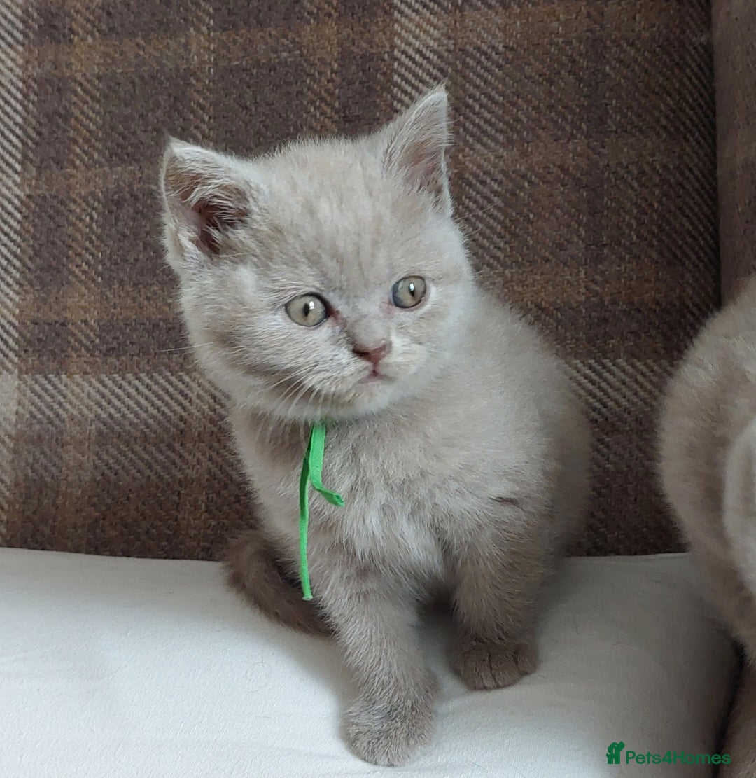 British Shorthair cats for sale: 💙💜GCCF REGISTERED KITTENS💜💙 - Image 4