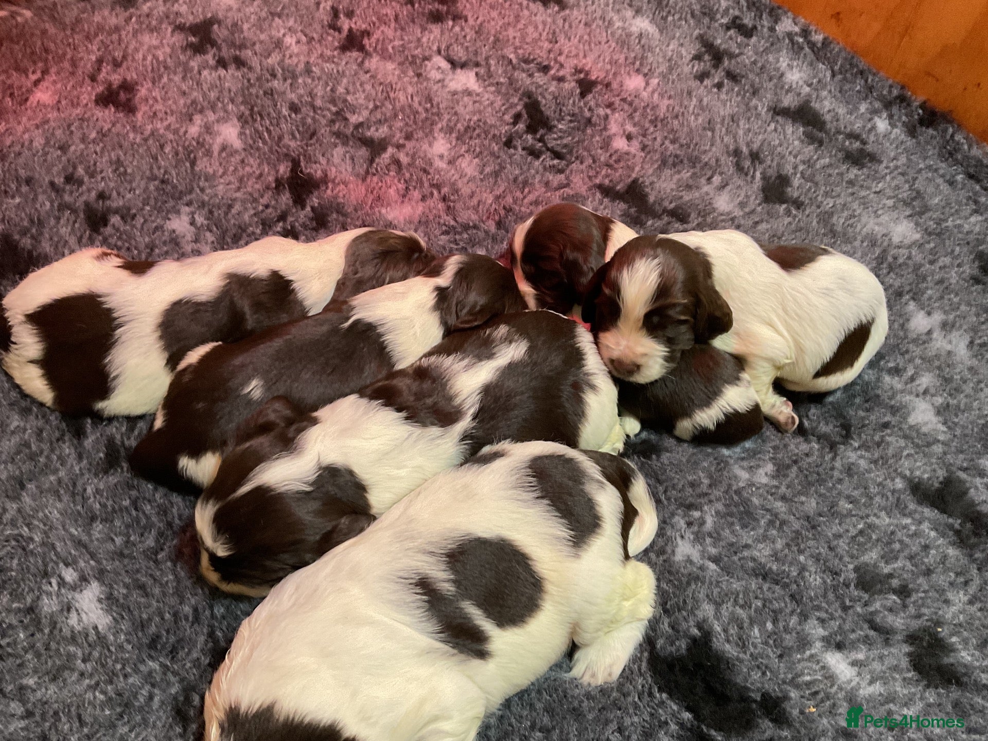 English Springer Spaniel dogs Show bred English Springer Spaniel puppies - Advert 2