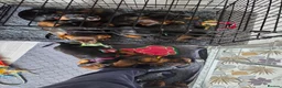 Dachshund dogs for sale: READY NOW Lovely Bunch Standard Dachshund puppies - Advert 6