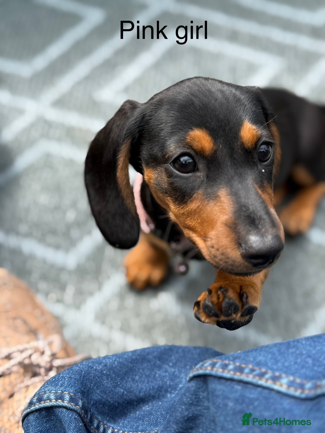 Miniature Dachshund dogs for sale: 2 Short hair and 1 wire hair girl dachshunds - Image 12