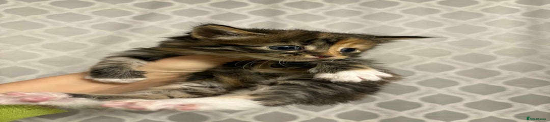 British Longhair Kitten 4