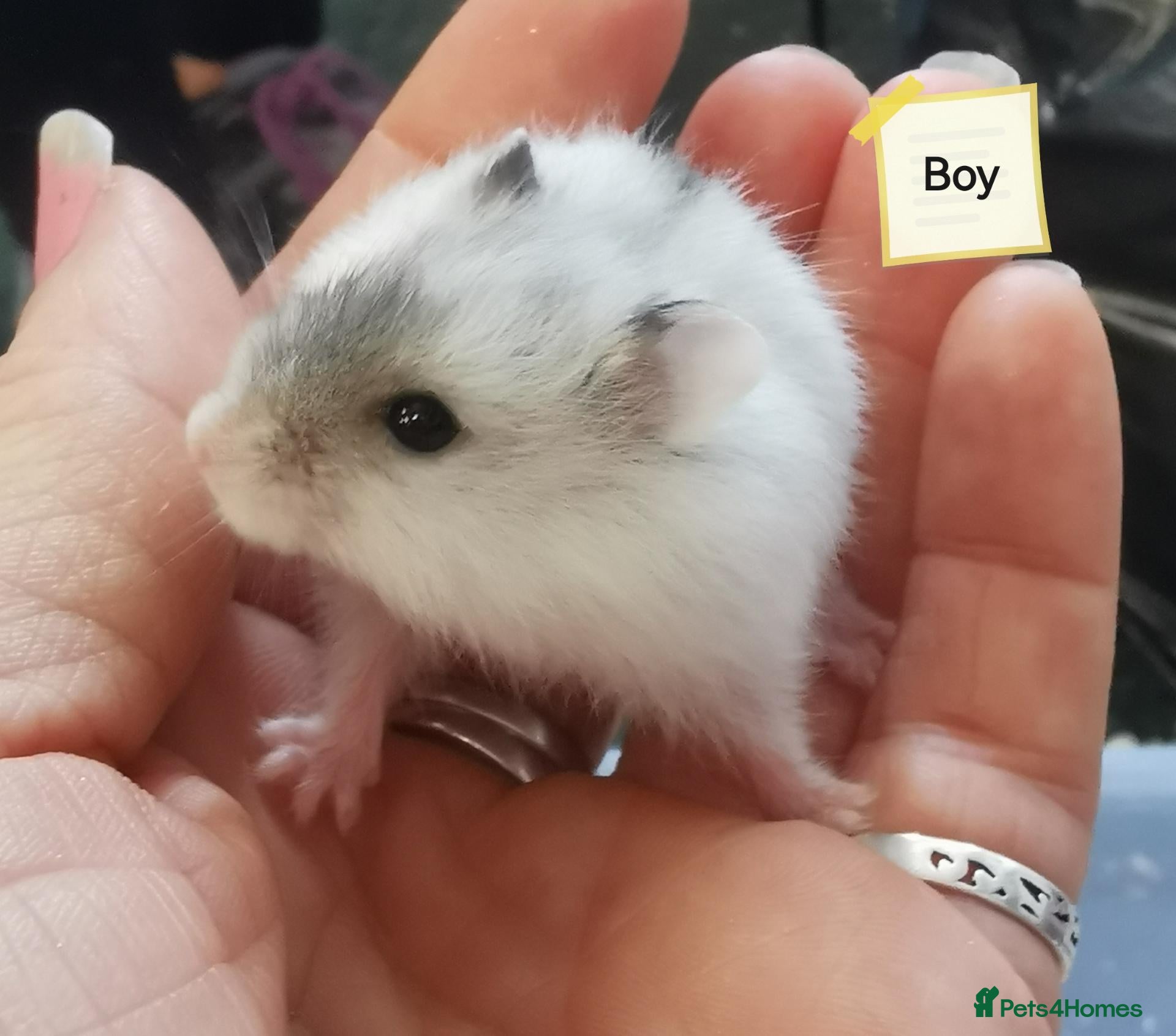 Hamster rodents Baby Winter white dwarf hamsters  - Advert 1