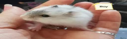 Hamster rodents for sale: Baby Winter white dwarf hamsters  - Advert 1