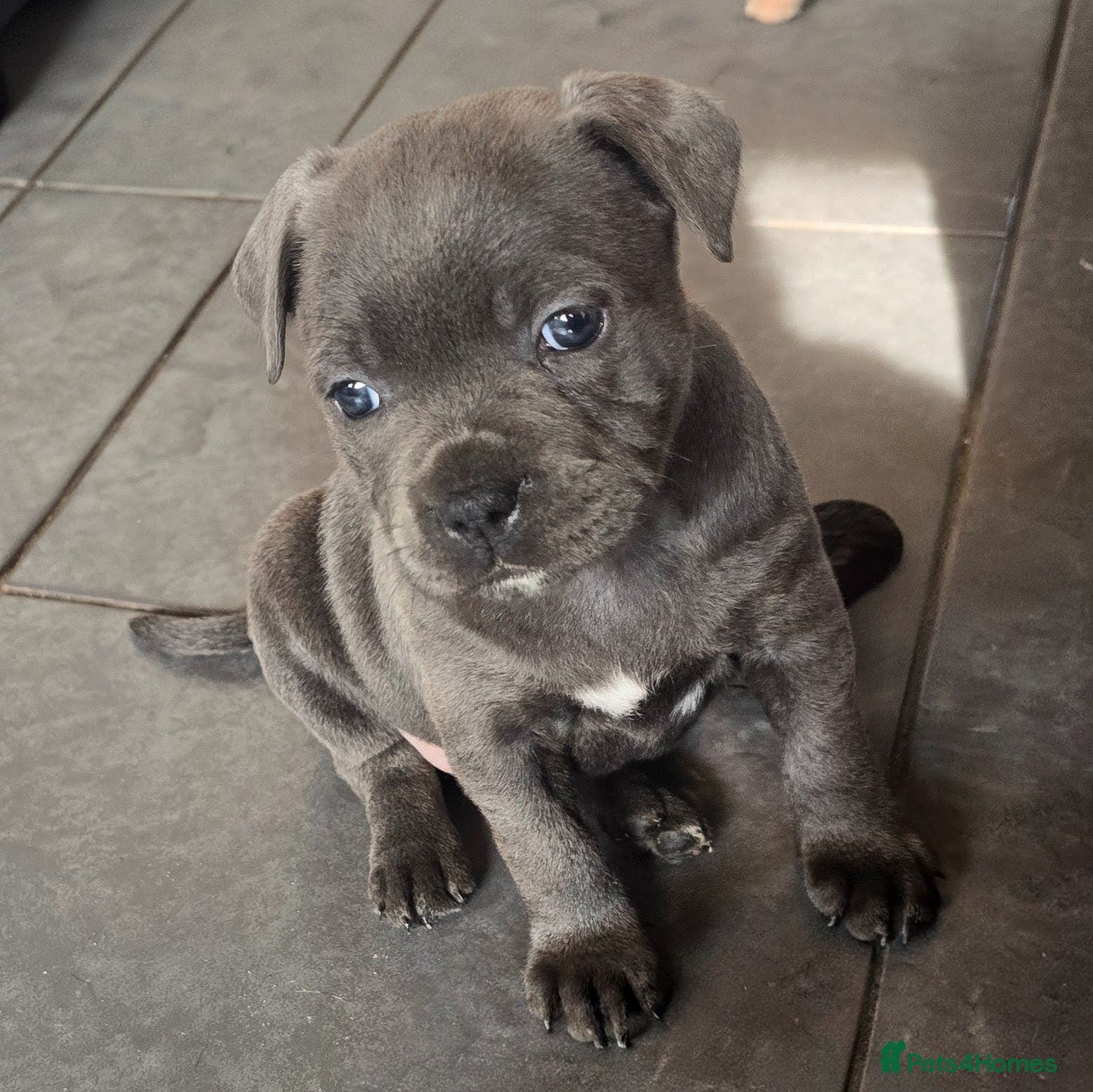 Staffordshire Bull Terrier dogs Stunning KC reg SBT BLUE PUPS - Advert 2