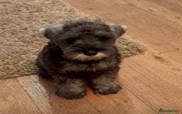 Miniature Schnauzer dogs for sale: Fully Vaccinated Beautiful Pepper & Salt babies - Image 5