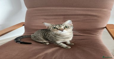 Mixed Breed cats - Advert 4