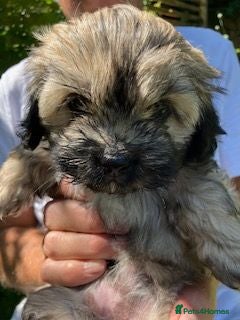 Shihpoo dogs Adorable Shihpoo  puppies home bred - Advert 4