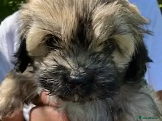 Shihpoo dogs Adorable Shihpoo puppies home bred - Advert 4