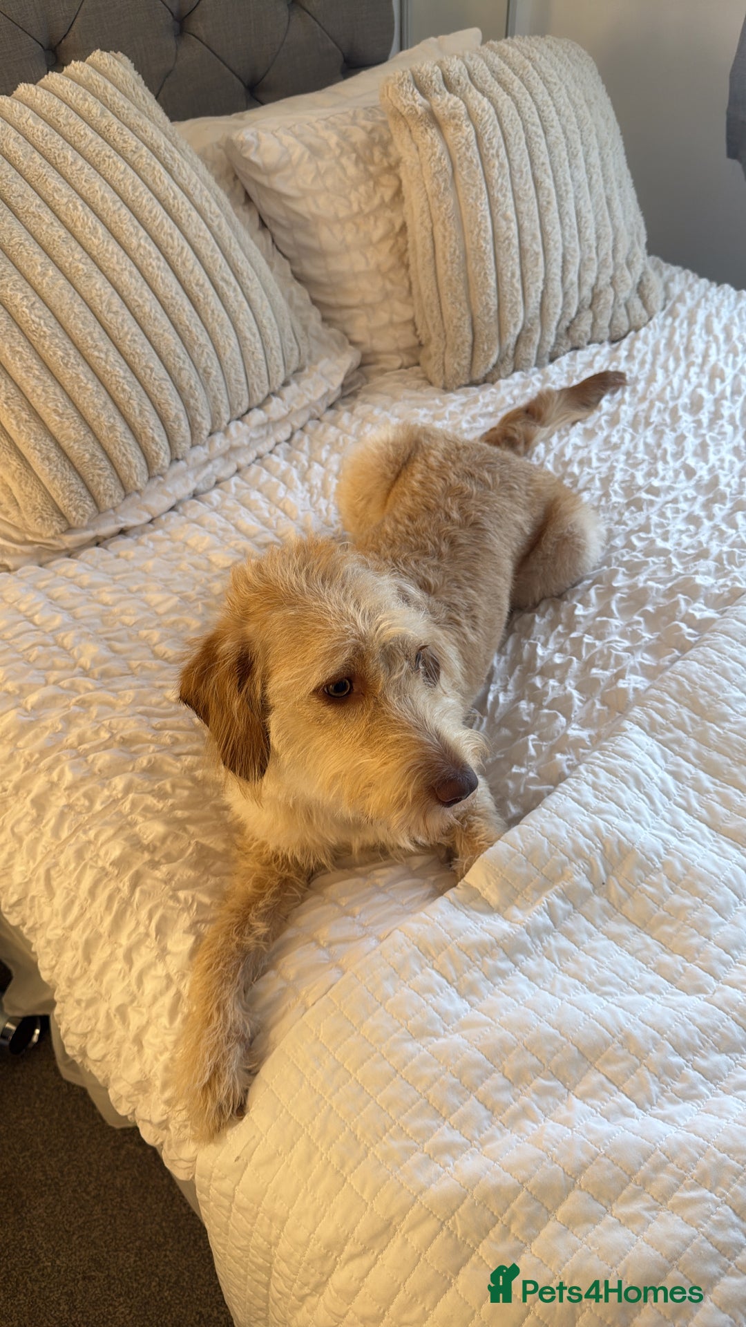 Labradoodle dogs for sale: 11 month old Miniature Labradoodle Bonnie  - Image 1