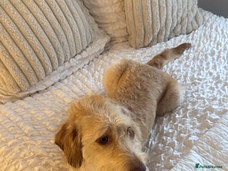 Labradoodle dogs for sale - Advert 1