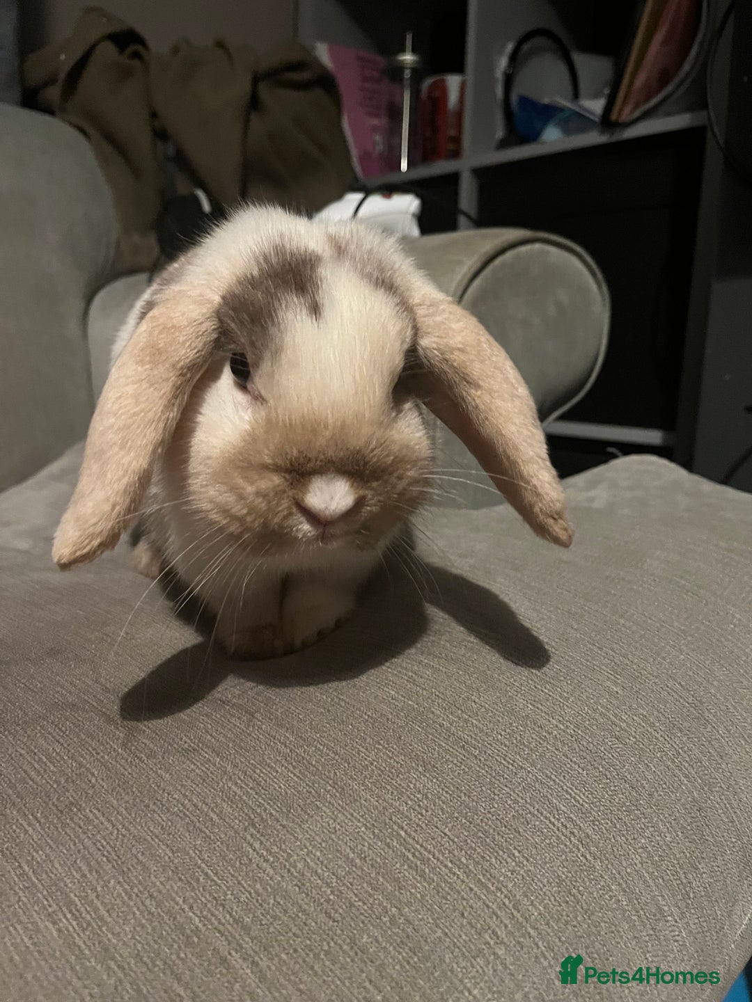 Mini Lop rabbits for sale: Looking for a lovely forever home for my rabbits - Advert 3