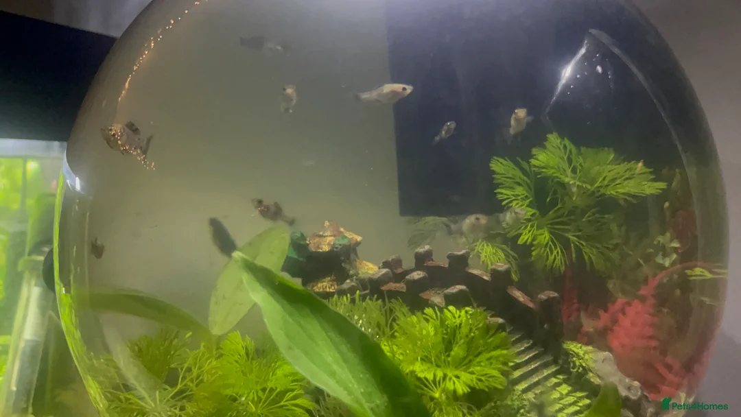 Mollies fish for sale: Black and white baby mollies  in Bangor - Advert 2