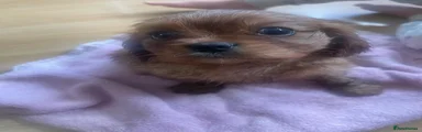 Cavalier King Charles Spaniel 4