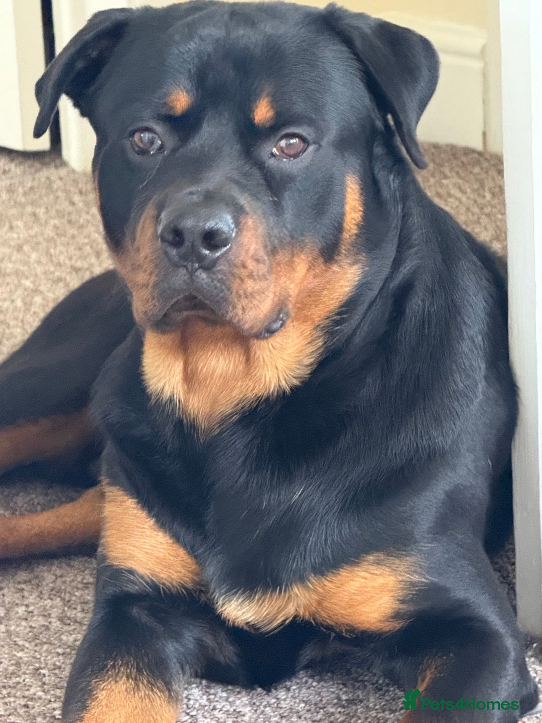 Rottweiler dogs for stud: Male Rottweiler for stud  - Image 5