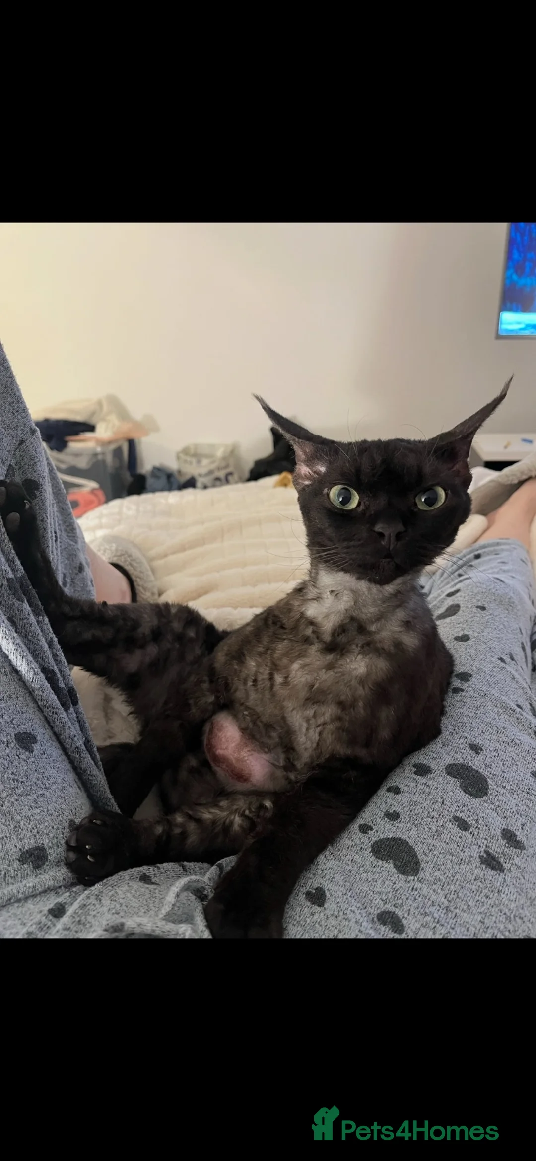 Devon Rex cats for sale: 5 yr old Devon Rex male  - Advert 2