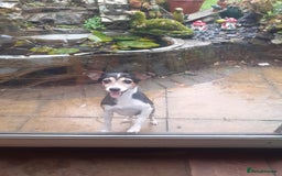 Jack Russell dogs for sale: Jack Russell pups  - Advert 10