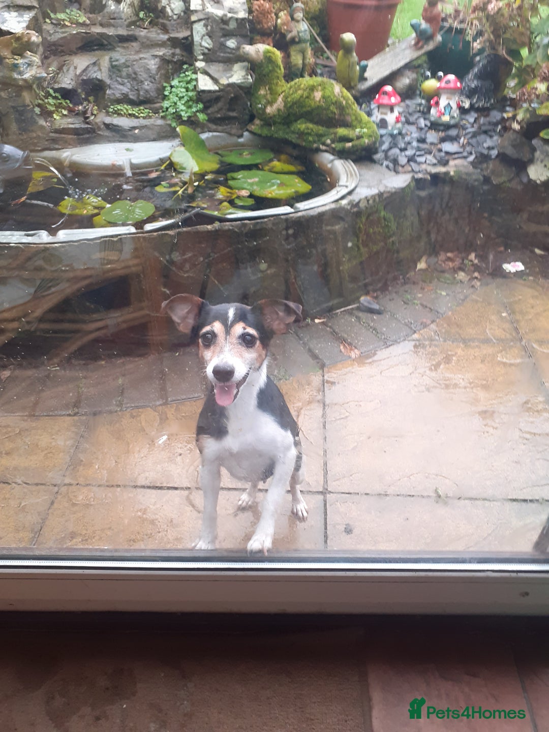 Jack Russell dogs for sale: Jack Russell pups  - Advert 10