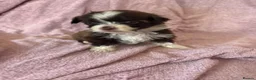 Havanese dogs for sale: Gorgeous litter of Havanese puppies. - Advert 32