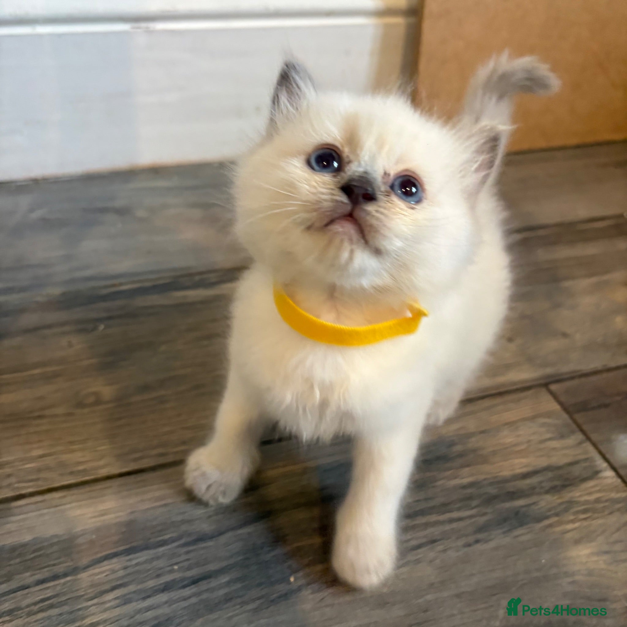 Ragdoll cats Beautiful girl Ragdolls  - Advert 15