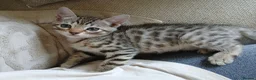 Bengal cats for sale: 🔥 STUNNING 3/4 BENGALS — BLUE MARBLED KITTENS!  - Advert 16