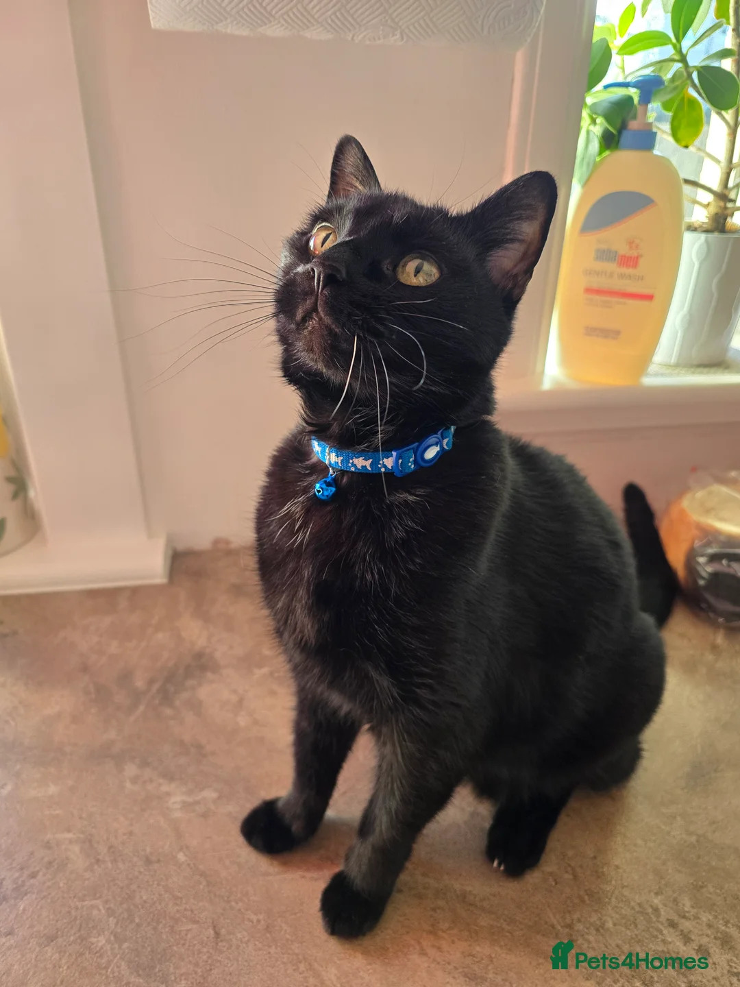 Mixed Breed cats for adoption: An Elegant House Panther - Advert 4