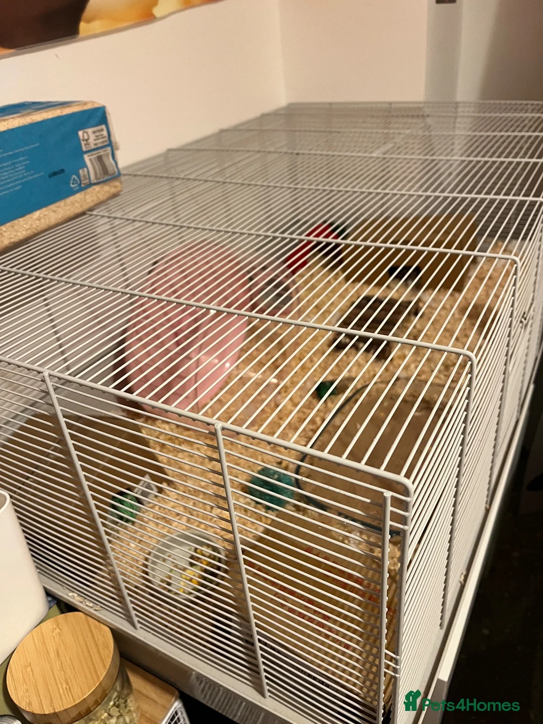 Hamster rodents for sale: Male Russian dwarf  - Advert 2