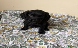 Cocker Spaniel dogs for sale: REDUCED KC Cocker Spaniel Boy £700 - Image 8