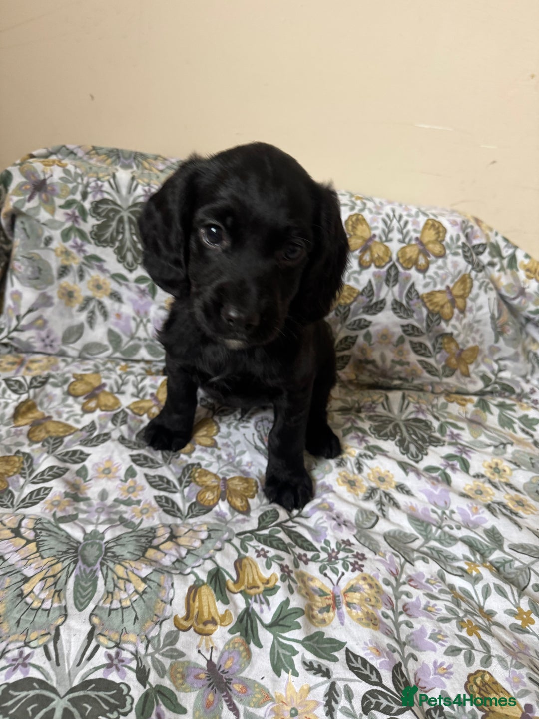 Cocker Spaniel dogs for sale: REDUCED KC Cocker Spaniel Boy £700 - Image 8