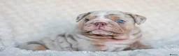 English Bulldog dogs for stud: Lilac and tan Merle carrying curly  - Advert 6
